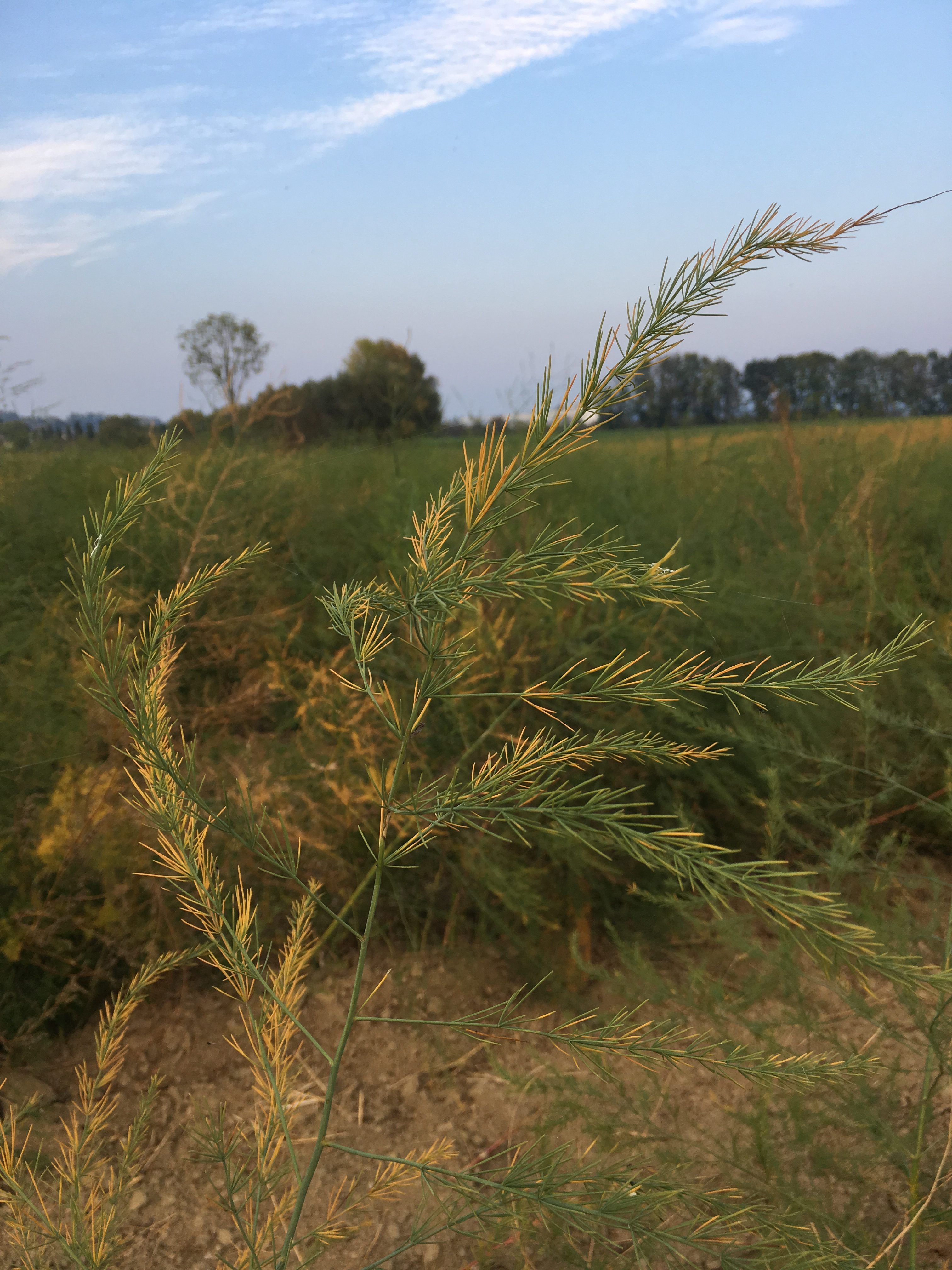 Der goldene Herbst Bio Spargelhof Stöttinger